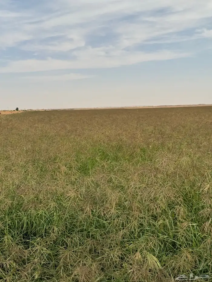 بذور رودس انتاج جديد 3