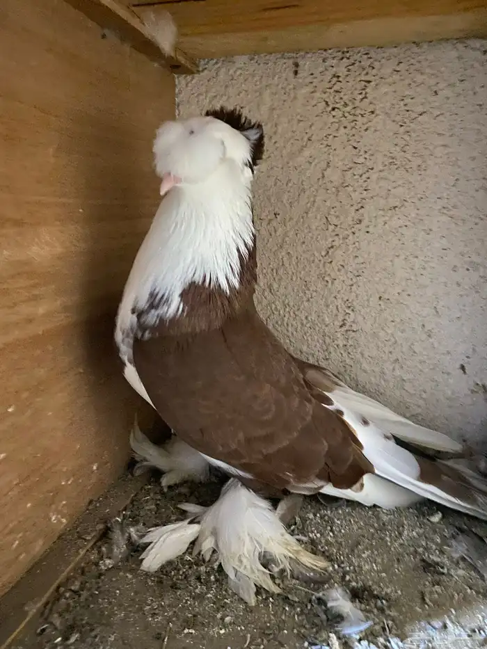 حمام نجفي - لبناني 1