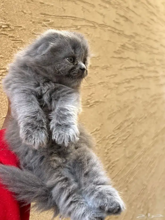 سكوتش هجين شيرازي قطط صغيرة عمرها شهر للبيع 11