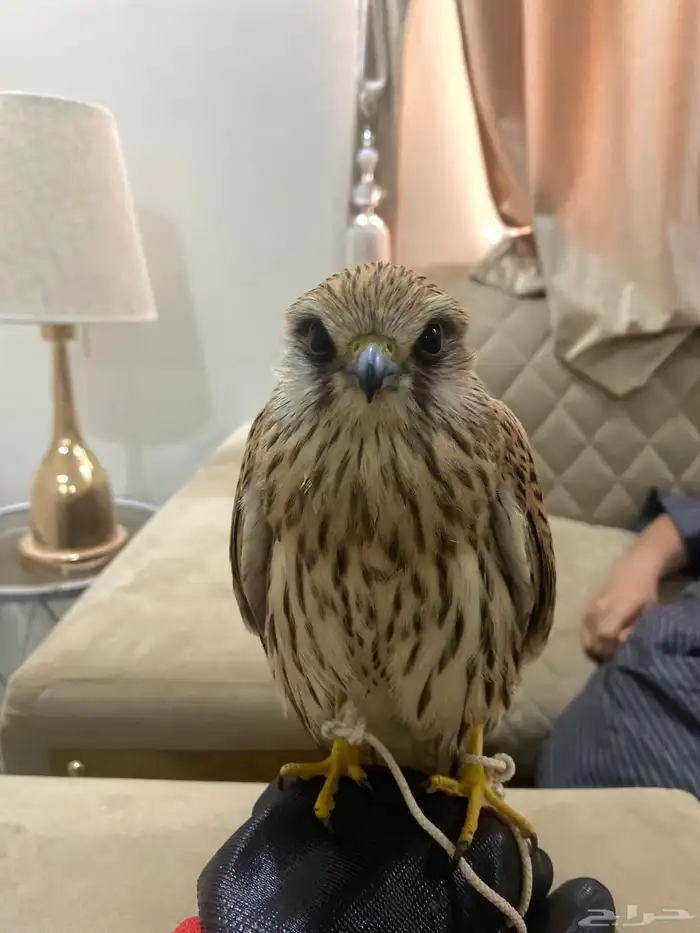 باشق فرخ العمر 4 شهور وحش 0