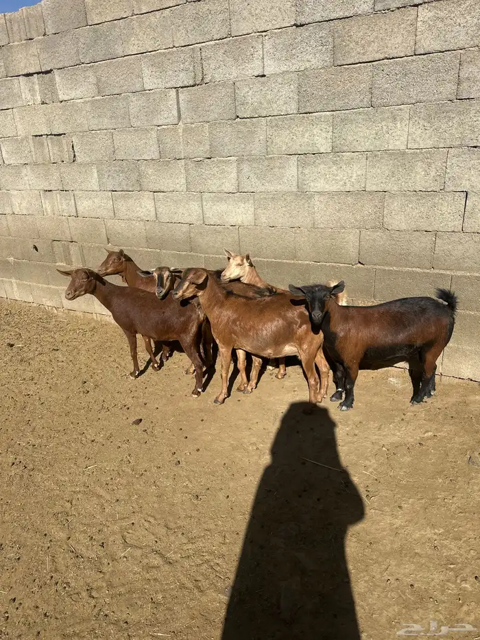 6 من المعزاء جم مراح واحد قرايب ولاده 2