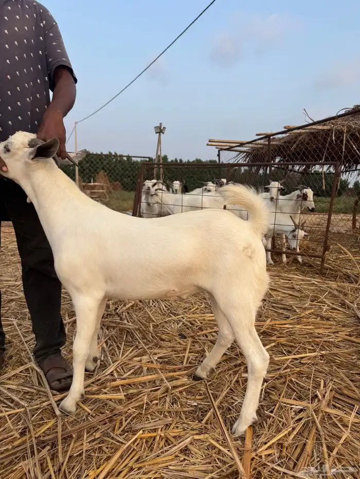 تيوس ثلاجه 0