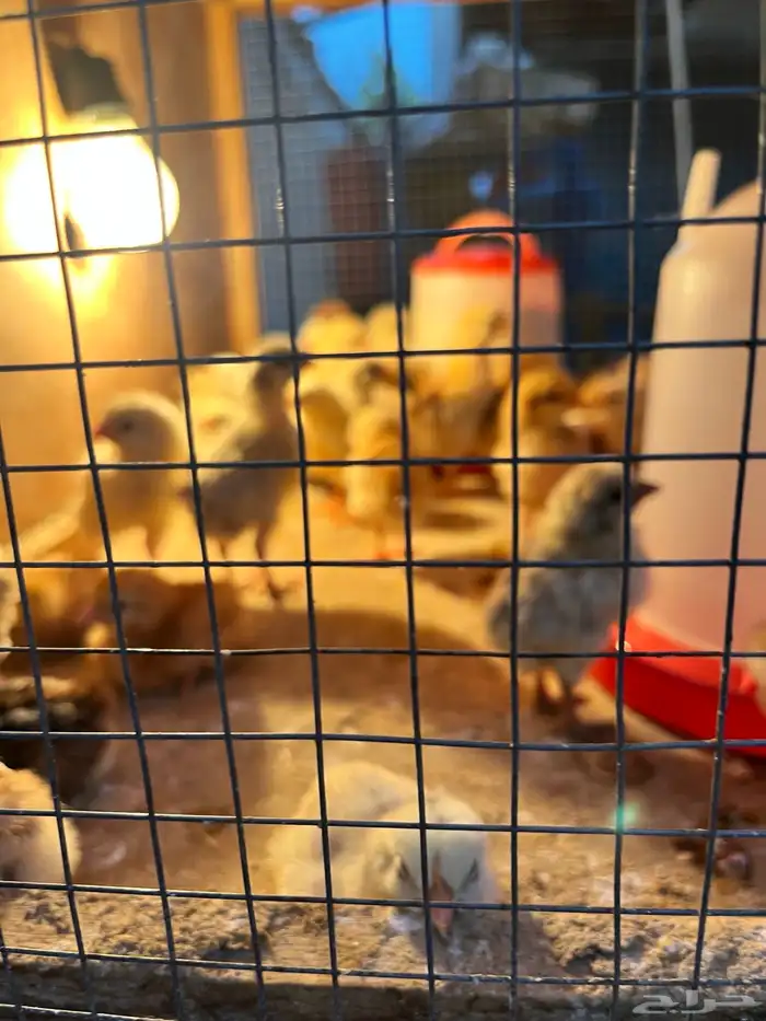 صوص دجاج فيومي فرنسي ألمنيوم 7