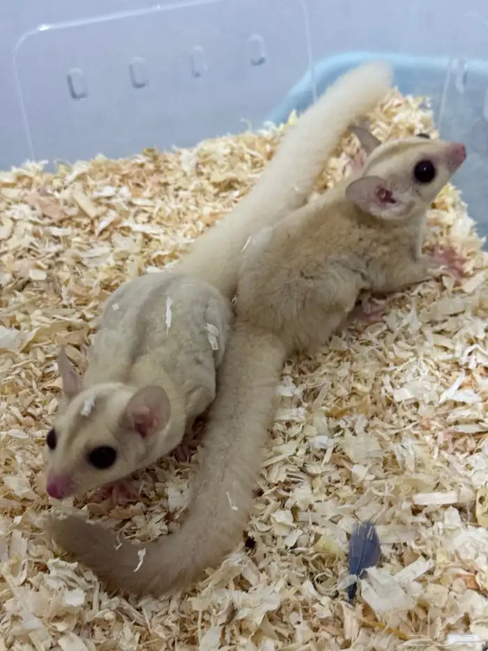 متوفر ذكر شوقر قلايدر كريمينو 3