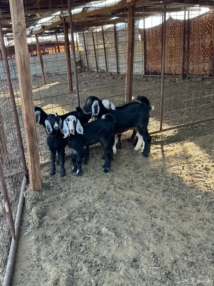 معزا ولد 4 تحتها 6 1