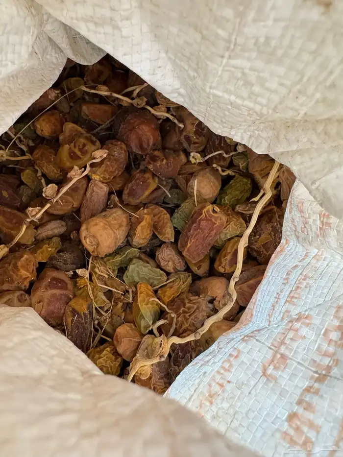 تمر علف مواشي 0