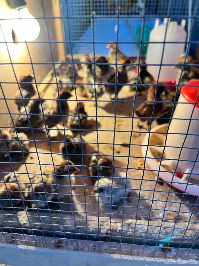 صوص دجاج فيومي فرنسي ألمنيوم 6