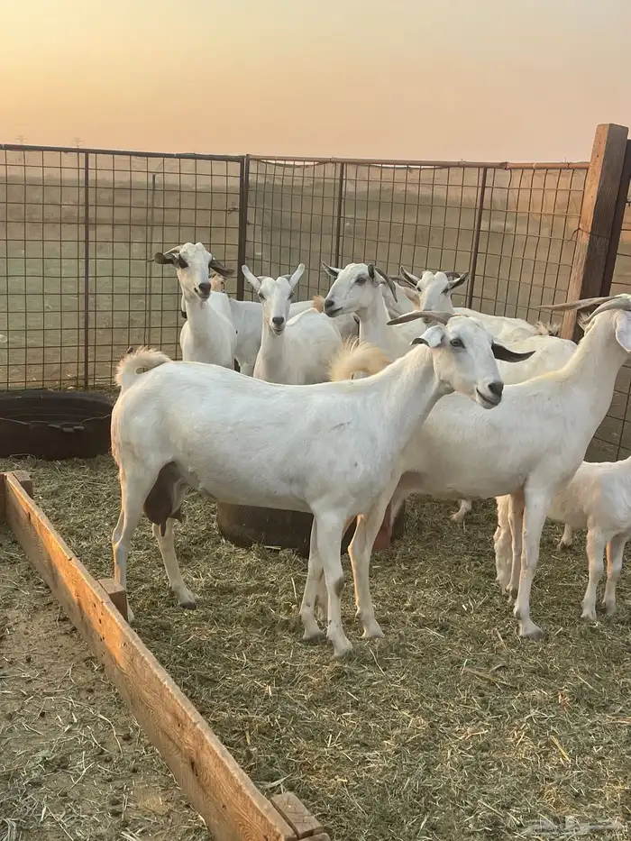 معزا بيشيات صنف ولد شي فاخررر من الاخر منوة القاني تم البيع 6