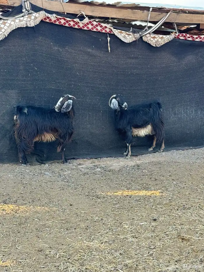 معزا ولد 4 تحتها 6 3