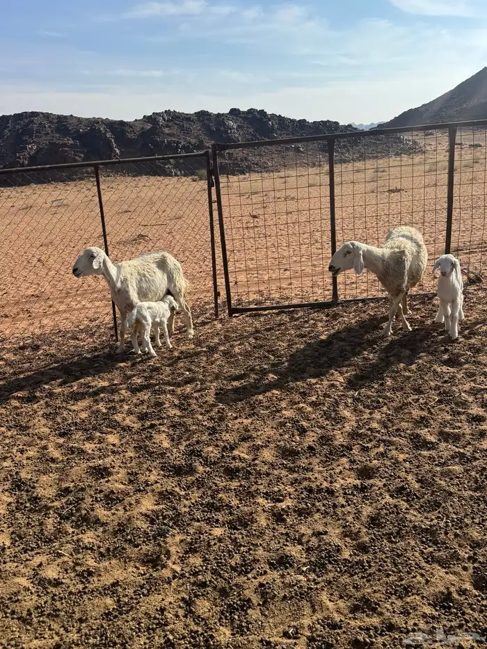 حبص ولد ثنتين معهن على واحد ورخل عمرها ثلاث شهور 1