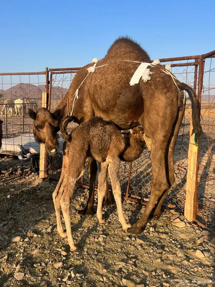 خلفه مصغر طيبه ب 10500 يبلاش 8