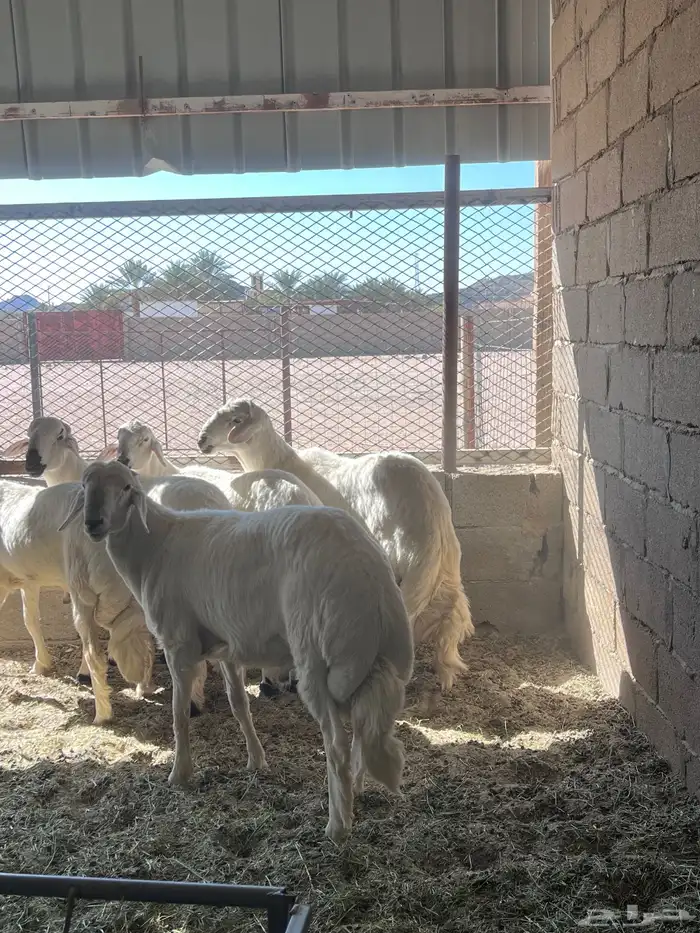 للبيع طليان جبره 3