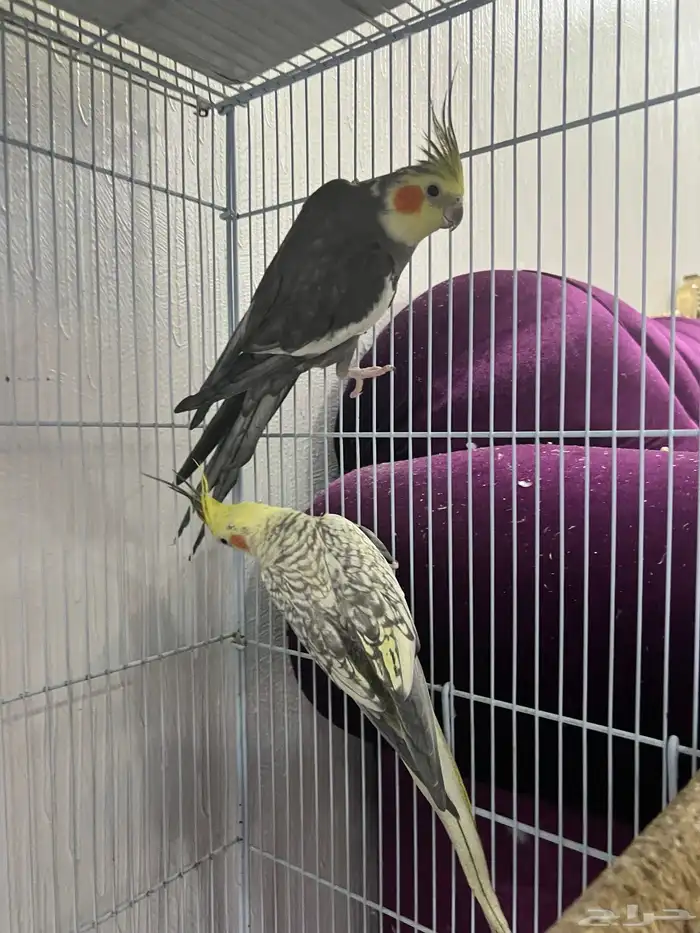 ذكر كروان للبيع 1