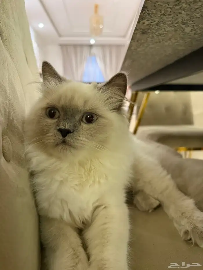 قط نوع هملايا للتبني 0