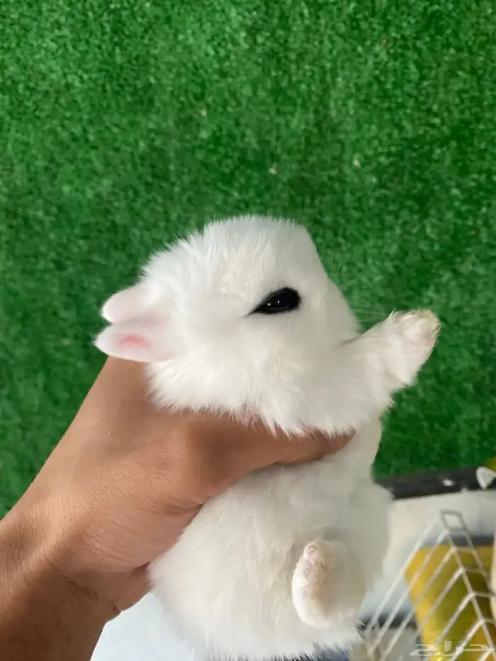 ارانب نذرلاند قزمي 7