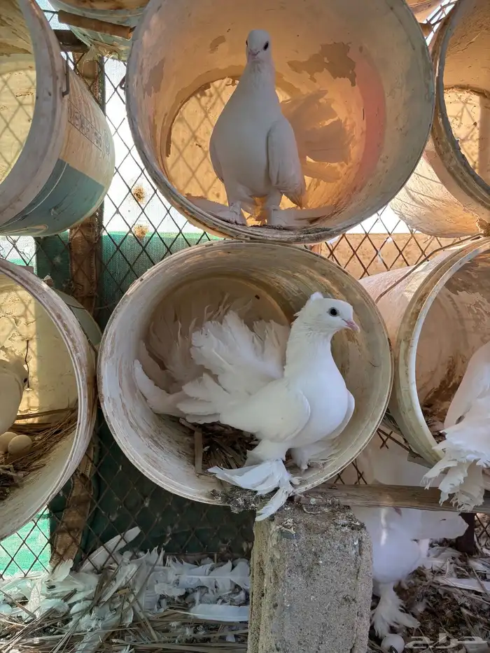 للبيع حمام رقاص ابيض 0