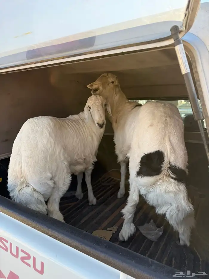 طليان جذعان بيشه 2