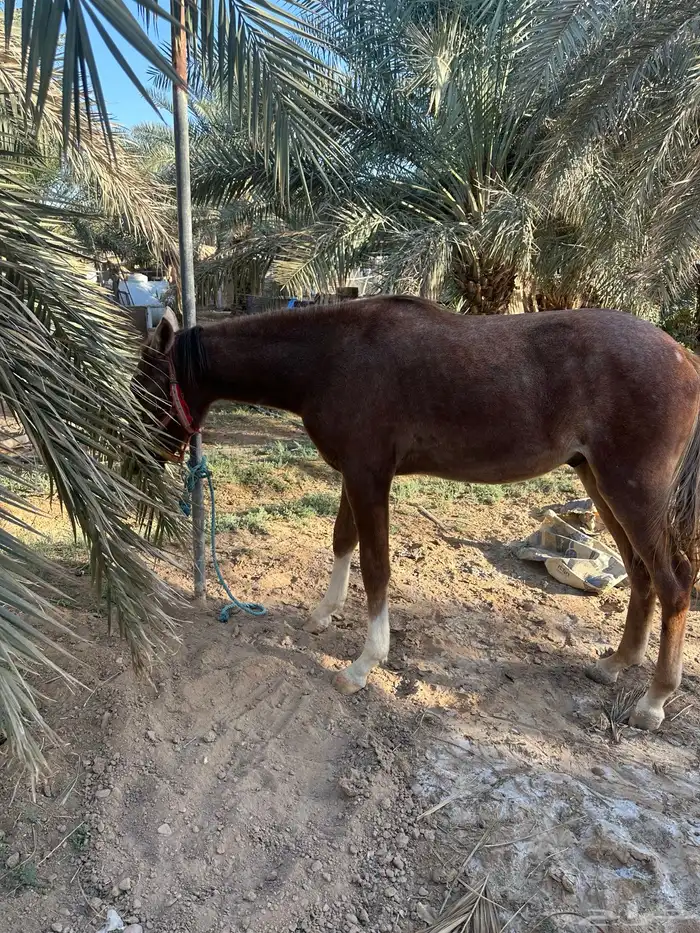 لبيع مهر سنه واخمس شهور 2