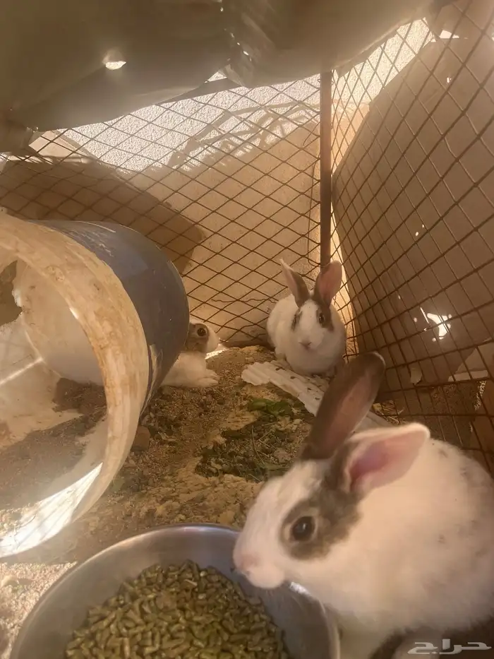 ارنب عليها 3 3