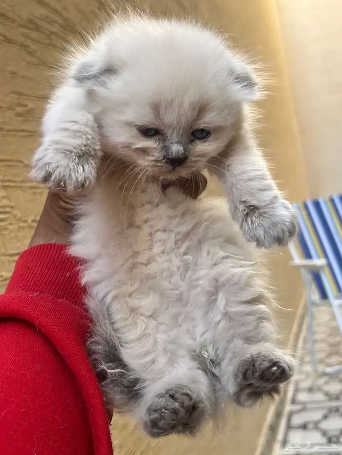 سكوتش هجين شيرازي قطط صغيرة عمرها شهر للبيع 8