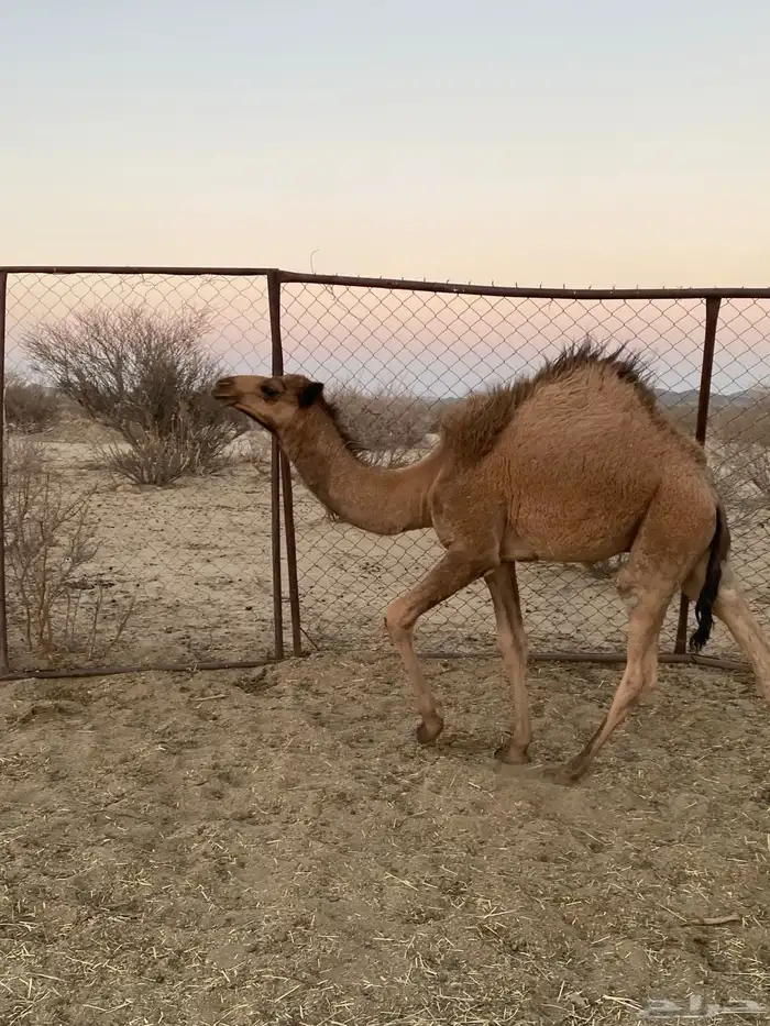 قعود مفرود كفوو فل شحم 0