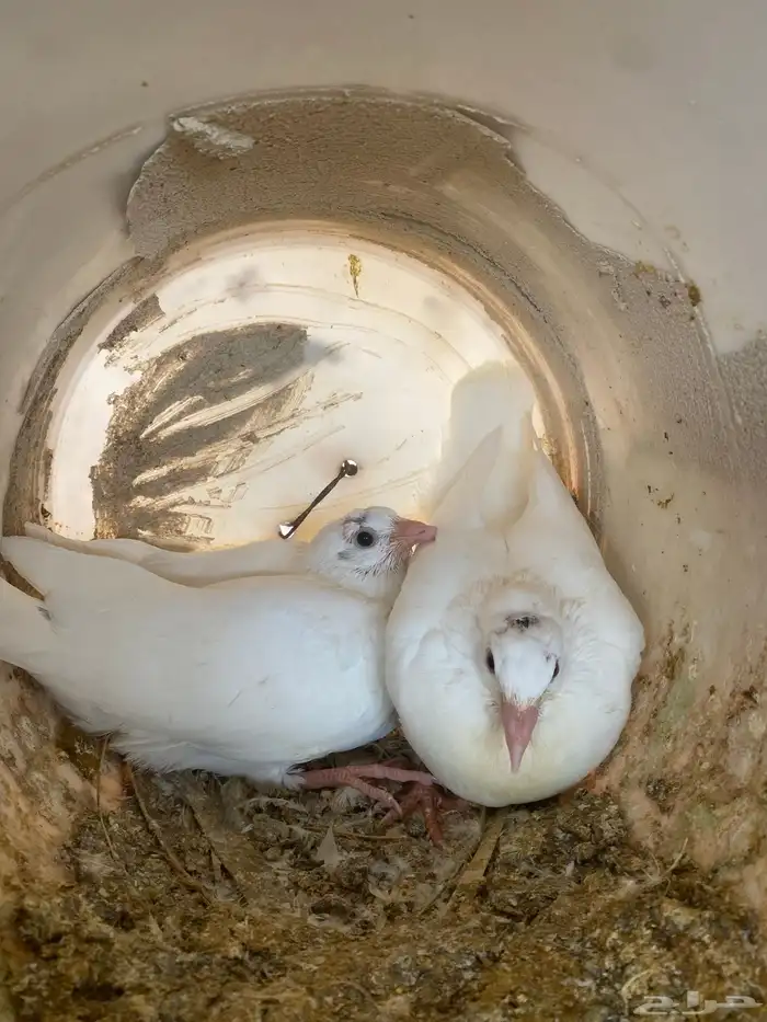 زغليل حمام فرنسي 2