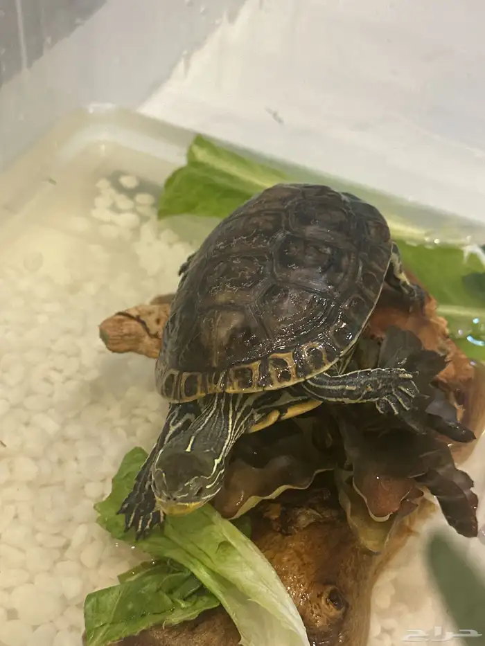 سلحفاء بملحقاتها 0