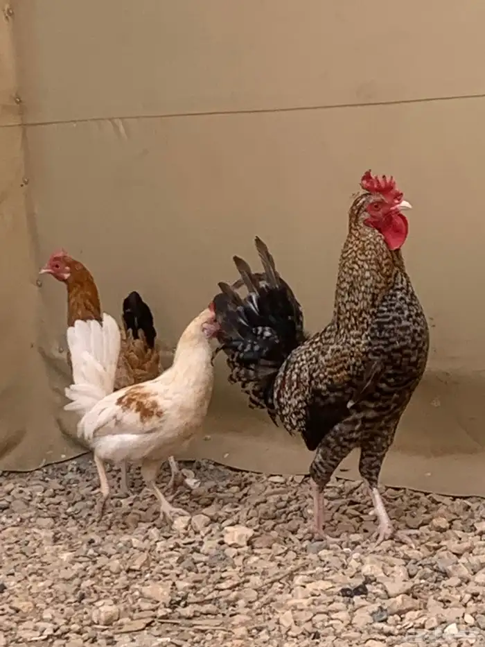 سلام عليكم دجاج بلدي اثنين ديك تركي فرنسي الموقع الغاط 1