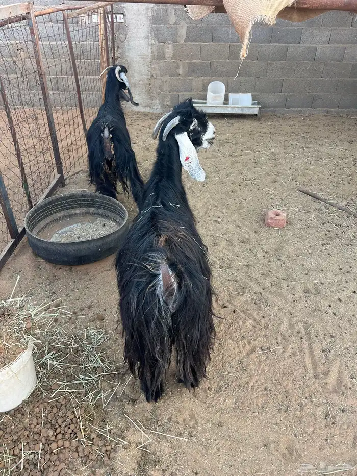 معزا عوارض 3