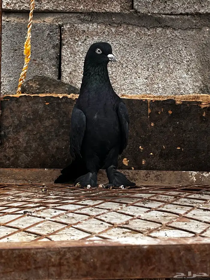 حمام تركي اسود لمعه 14