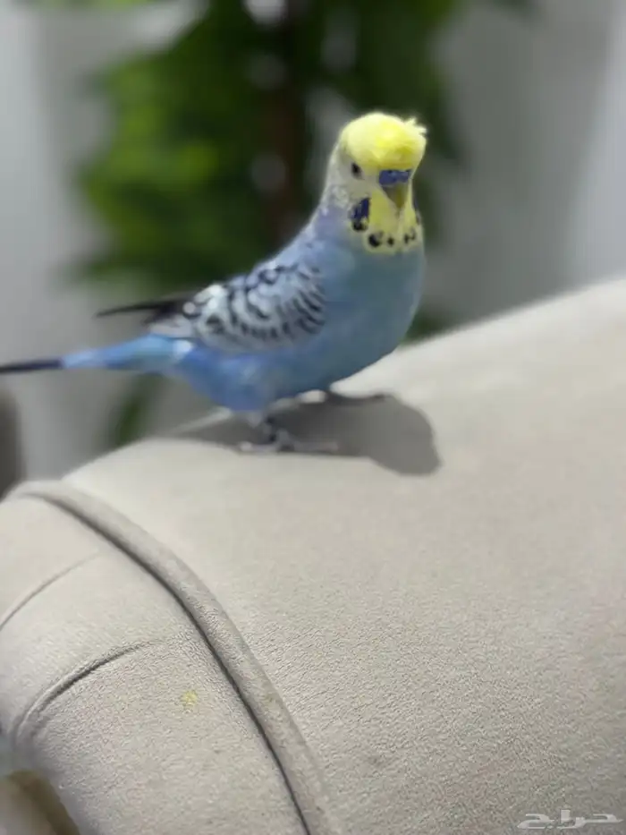 بادجي متكلم 1