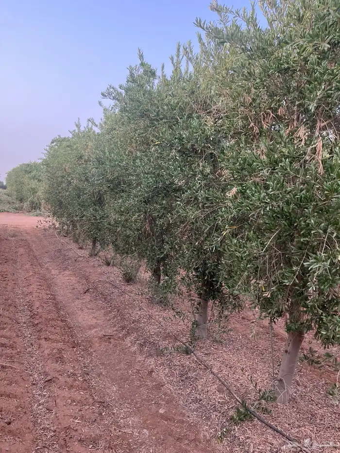 اشجار زيتون مثمر 11