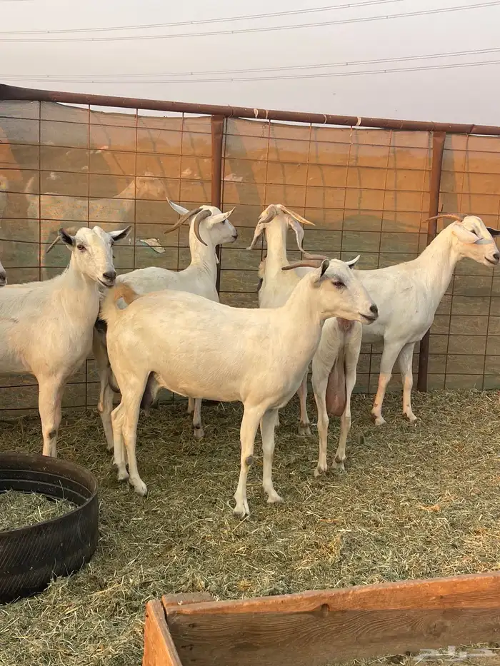 معزا بيشيات صنف ولد شي فاخررر من الاخر منوة القاني تم البيع 9