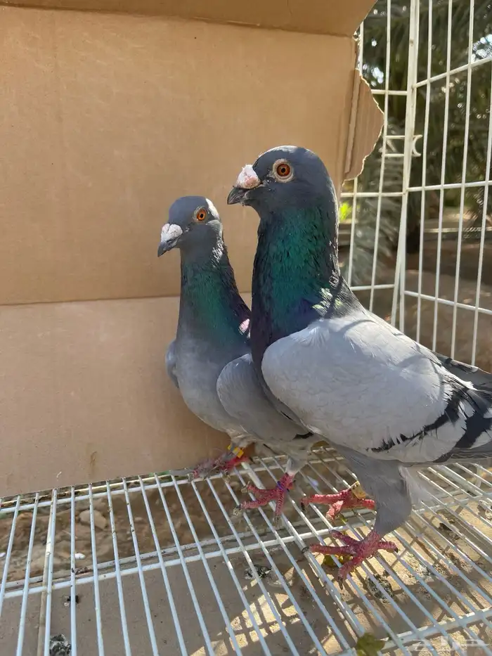 زاجل بلجيكي بيور تحته فروخ 6