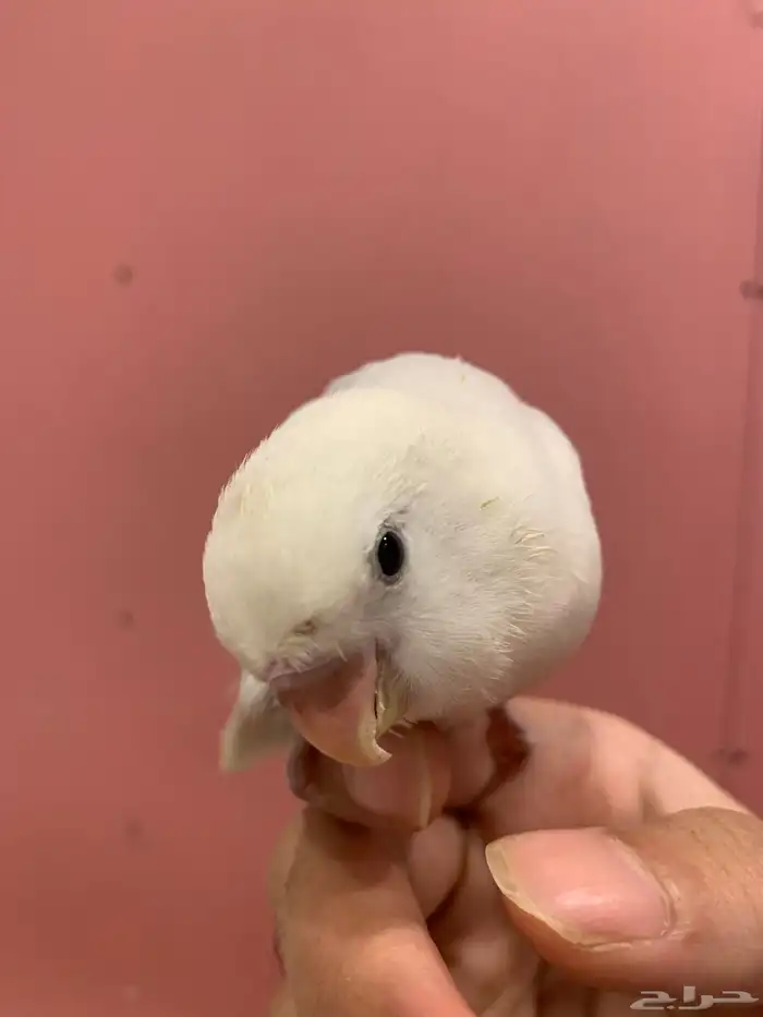 فروخ روز هدد 3