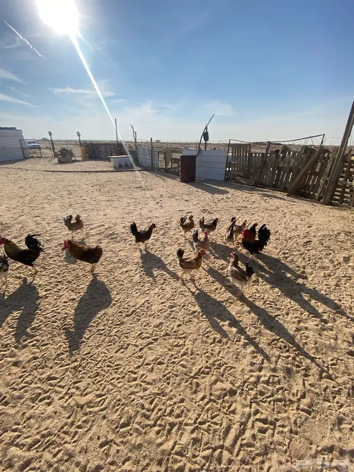 دجاج بلدي للبيع 4