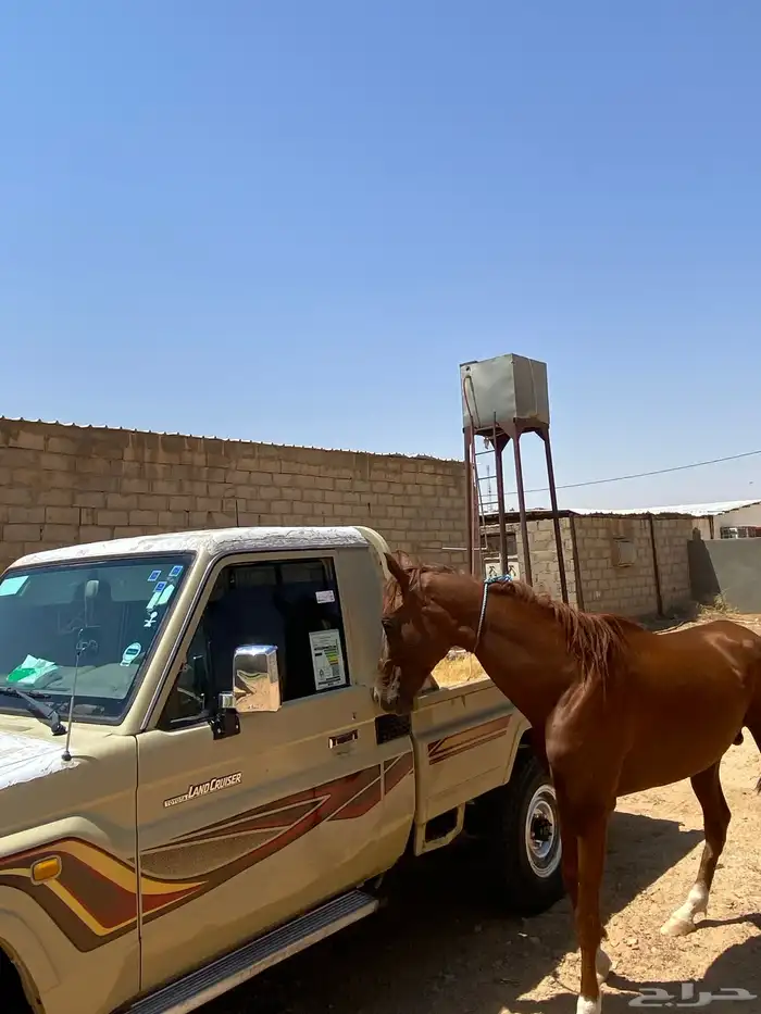 السلام عليكم عرض حصان للبيع 3