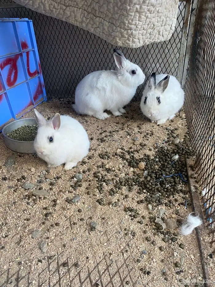 ارانب للبيع 1