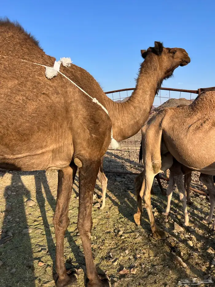 خلفه مصغر طيبه ب 10500 يبلاش 13