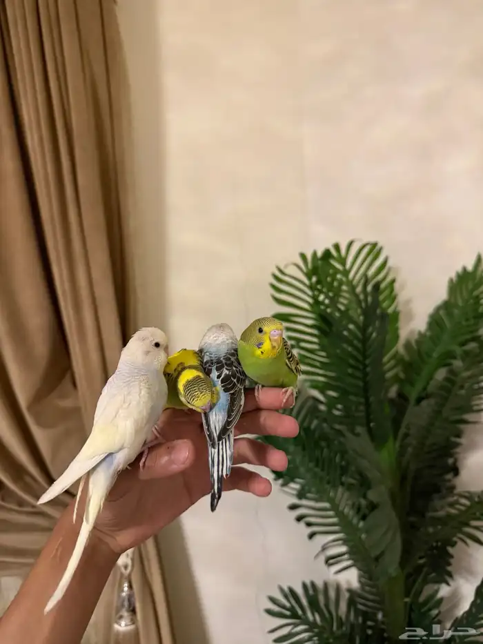 طيور وببغوات اليفه جدا ومتكلمه 7