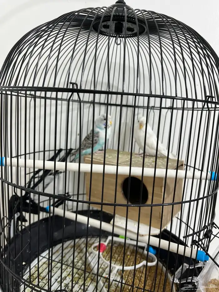 للبيع عصافير 0