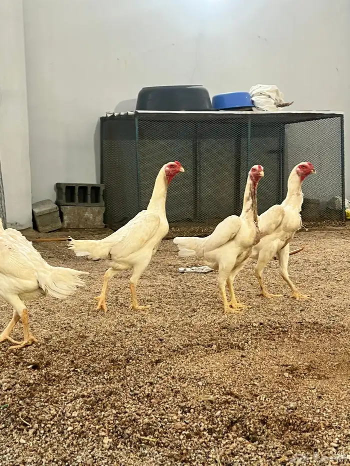 دجاج شاموا الماني الأمهات خوارج 1