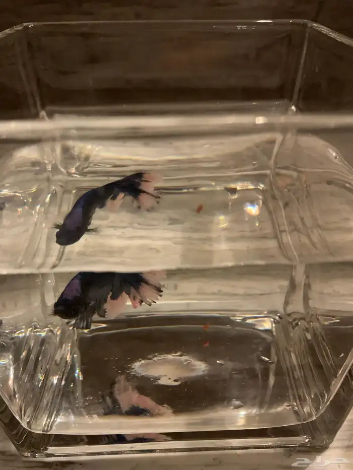 سمك زينه للبيع 10