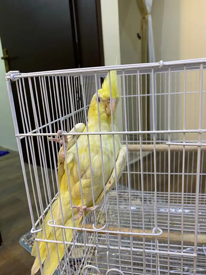 كروان للبيع 2