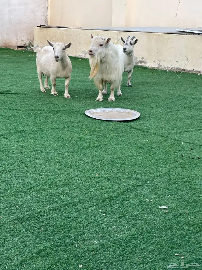 للبيع معزا قزميات مع الفحل صنف 3