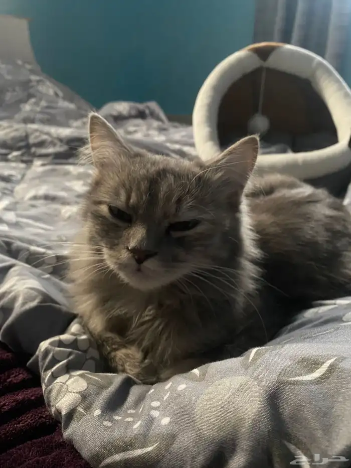 قطه شيرازي 3