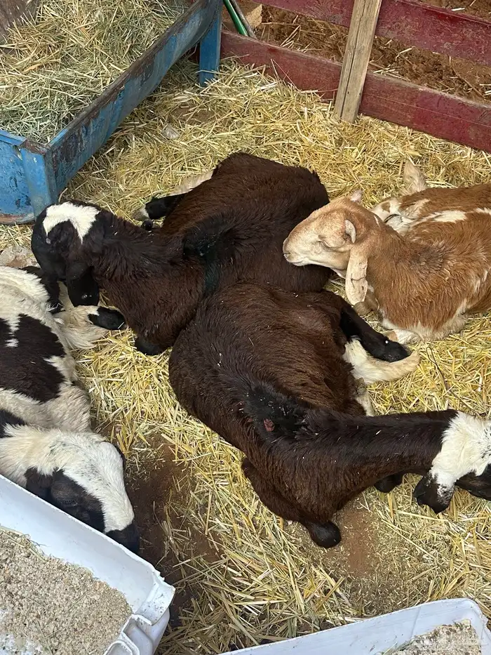 سواكن بيض تربيه 30