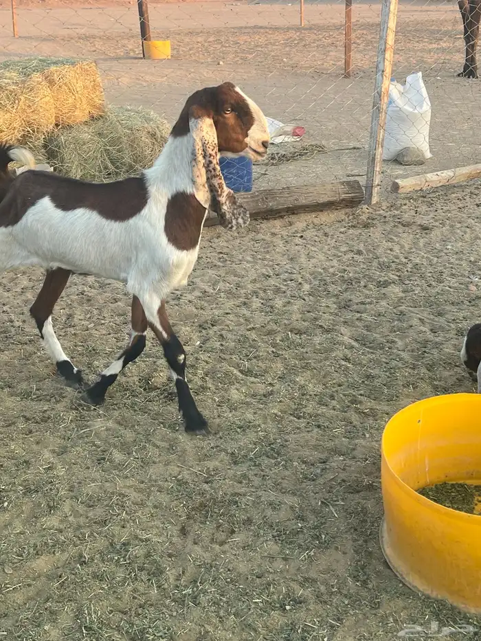 عنز دافع وثنية 6