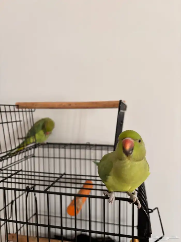 زوج ببغاء درع هندي 5