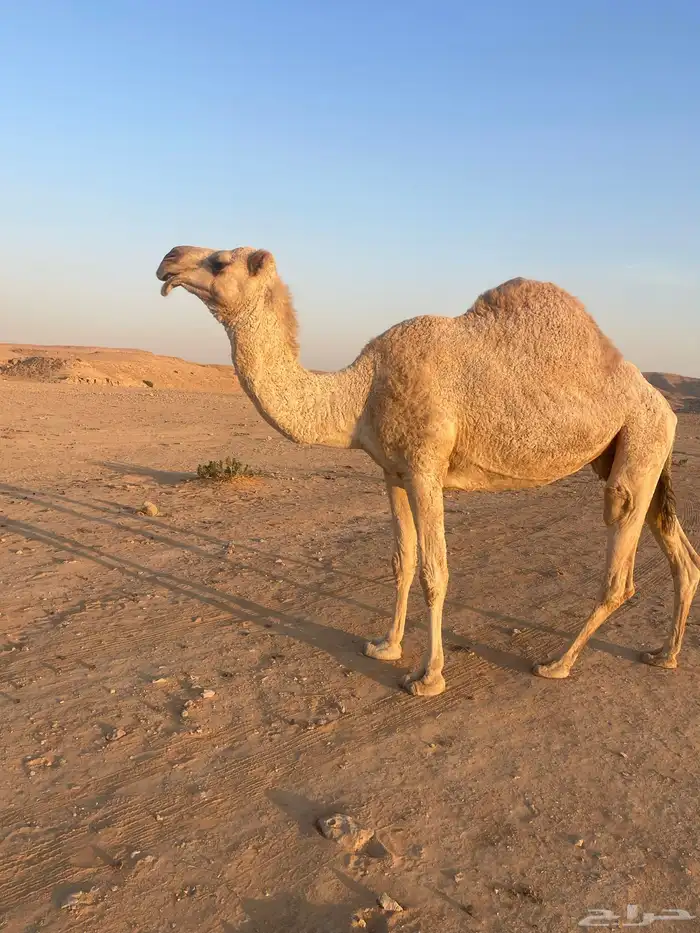 ضروبة للبيع 4